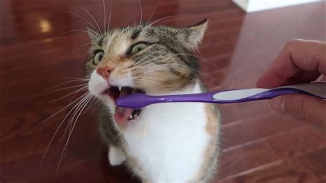 Cats React To A Toothbrush Youtube