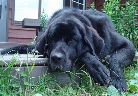Saint Bernewfie Dog Breed Information And Pictures