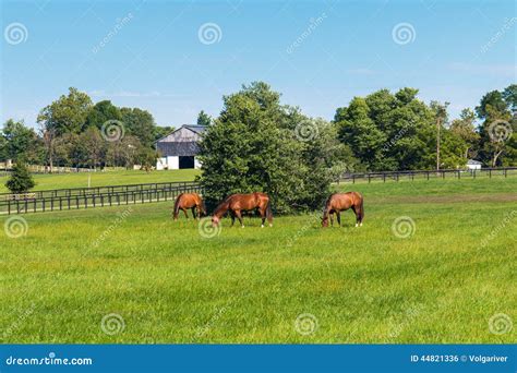 Green Pastures Of Horse Farms Country Summer Landscape Stock Photo
