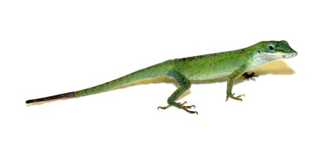 A Tale Of Two Studies Asu Researchers Uncover Mechanisms Of Lizard