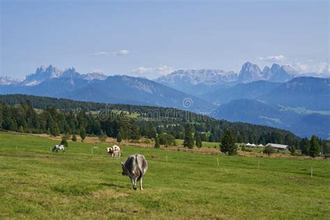 Cows Grazing On Mountain Field Dolomites In The Background Stock Photo