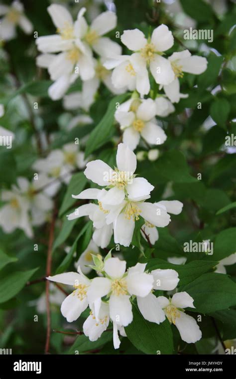 Philadelphus In Summer High Resolution Stock Photography And Images Alamy