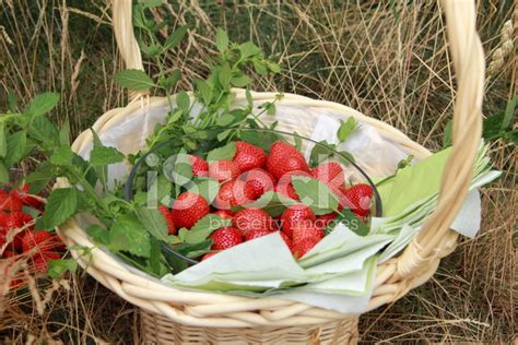 Three baskets full of strawberries is the payment for a farmer to watch over a dwellberry bush or an orange tree in the farming skill. Basket of Strawberries Stock Photos - FreeImages.com