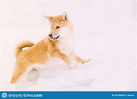 Shiba Inu Playfully Through Snowdrifts Curious Young Japanese Small