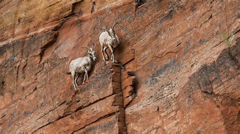 Pin By Andrey Zapolin On Обои на рабочий стол Windows Mountain Goat