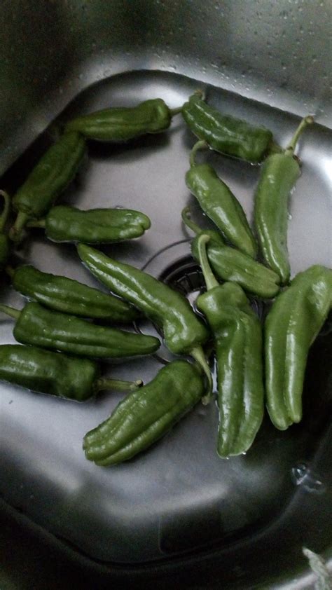 Peperoni synonyms, peperoni pronunciation, peperoni translation, english dictionary definition of peperoni. PEPERONI FRIGGITELLI FRITTI