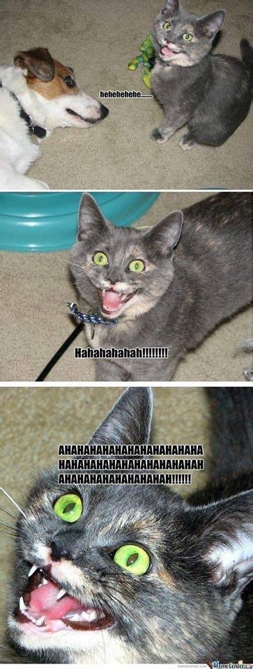 Pin By Lor3m 1psum On Cats Laughing Cat Cat Memes Cats