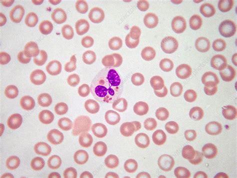 Phagocytosis Lm Stock Image C0435178 Science Photo Library