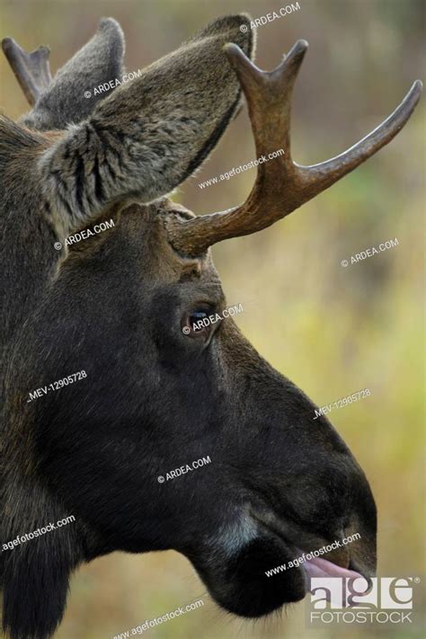 Alaska Moose Juvenile Bull Close Up Close Up Of Juvenile Bull Moose
