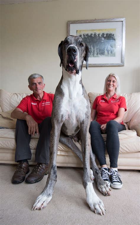 30 Gigantic Dogs In The World You Wont Believe Are Actually Real