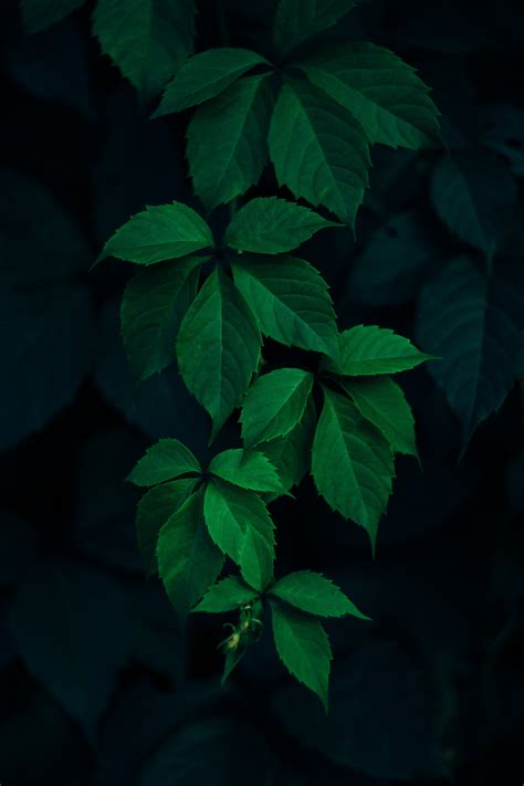 Whatever you want to accomplish, i do not doubt that you will find a suitable leaf in this collection. green leaves plant during night time free image | Peakpx