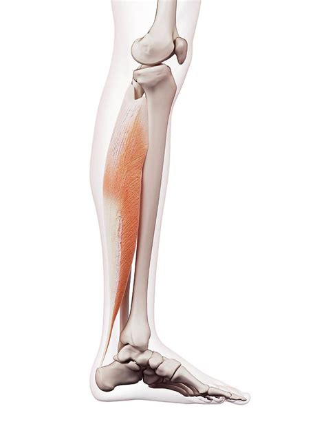 Human Leg Muscles Photograph By Sebastian Kaulitzkiscience Photo