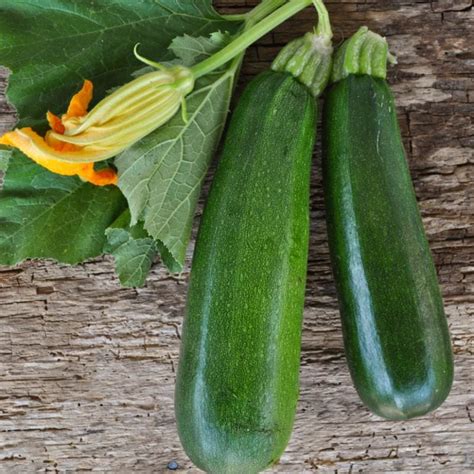 Black Beauty Zucchini Heirloom 55 Days Vegetables Pinetree Garden Seeds