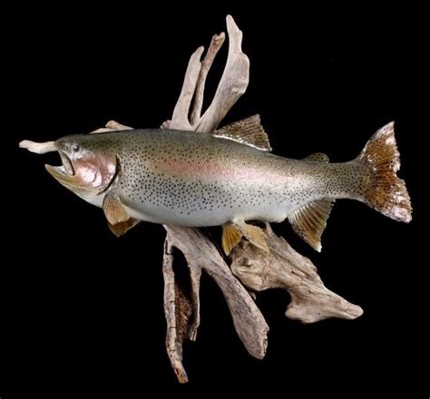 From march to june, it can be found between 4am to 9am and 4pm to 9pm, but can be found again from september to november, from 4am to 9pm. Montana Rainbow Trout Taxidermy Mount