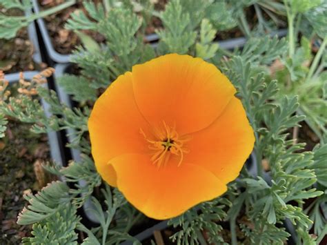 831 likes · 10 talking about this · 613 were here. Eschscholzia californica var. californica (Coastal Form ...