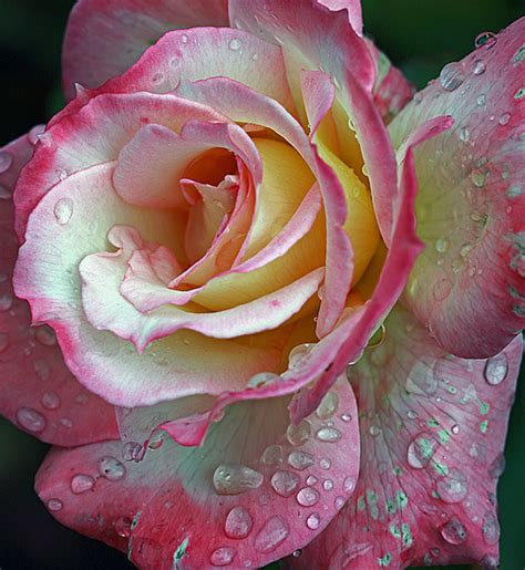 We're family owned and operated, and committed to. Gorgeous Rose Pictures