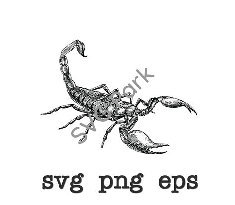Scorpion Svg Files Png Eps Etsy