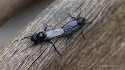 What Are The Black Flying Insects With Long Legs Shirls Gardenwatch