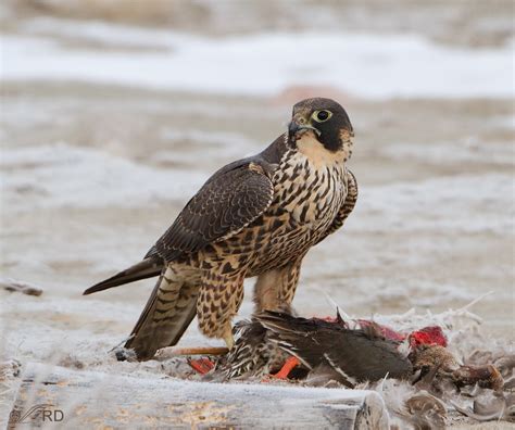 Peregrine Falcon Feeding Behavior Graphic Feathered Photography