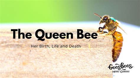 Queenspotting How To Find Your Queen Bee Beekeeping Like A Girl