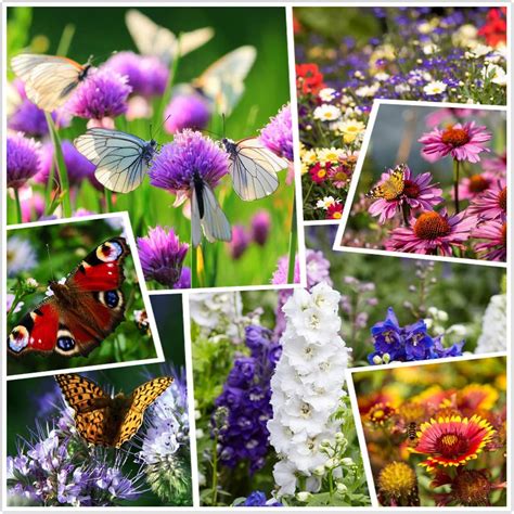 All Annual Big Color Wildflower Seed Mix Perennial Wild Flower Seed