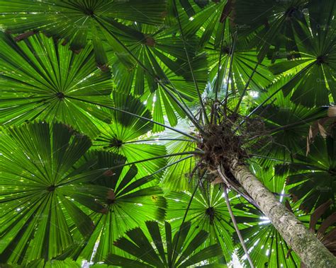 Green Fan Palm Tree Background High Quality Nature Stock Photos