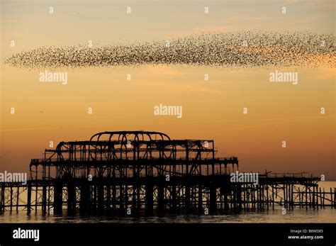 Starling Birds Murmuration Starlings Murmeration Sunset West Pier Flock