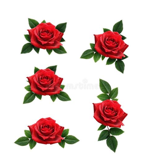 Set Of Red Rose Flowers Decorations Stock Photo Image Of