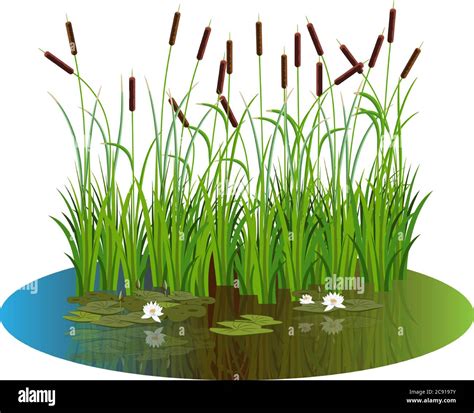 Reed Sweet Grass Stock Vector Images Alamy