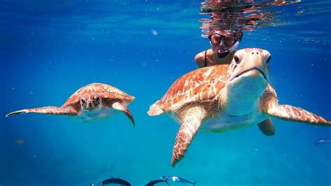 Barbados Snorkeling Tours By Hayden Browne Snorkel With Turtles And