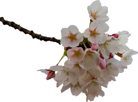 Onlinelabels Clip Art Cherry Blossom