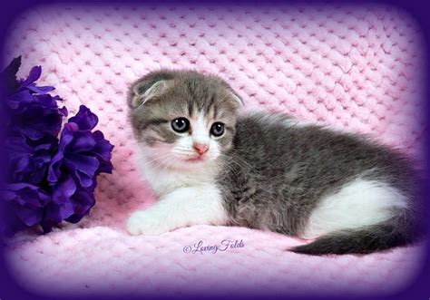 Scottish Fold Munchkin Kittens 15 Pictures For You To