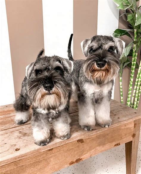 Zwergschnauzer) es la versión pequeña de la raza canina de origen alemana schnauzer, surgido en alemania en la segunda mitad del siglo xix. #schnauzer #schnauzers #dogs in 2020 | Schnauzer puppy ...
