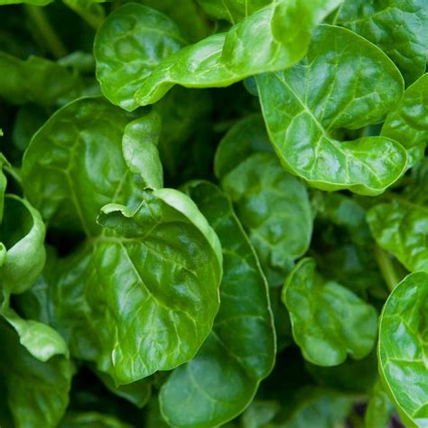 Buy Perpetual Spinach Swiss Chard Seeds Everwilde Farms