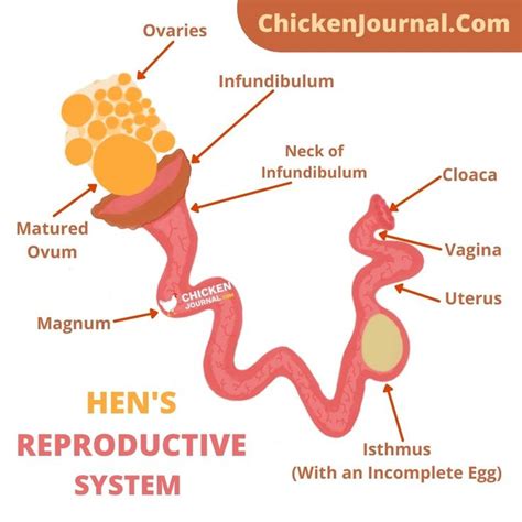 Hens Reproductive System Reproductive System Ovaries Raising Chickens