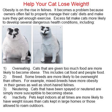 No matter how much he weighs, your cat still has specific requirements for nutrients to maintain his health and wellness. Chose1ofBest: Weight cat - help your cat lose weight