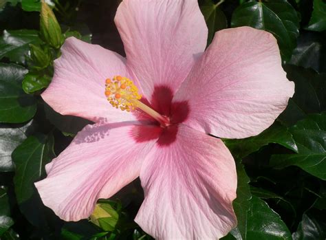 Pink chinese hibiscus (Hibiscus rosa-sinensis) | Hibiscus ...