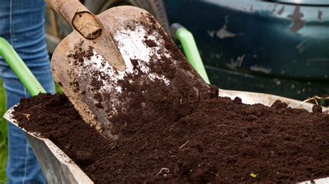 All You Need To Know About Potting With Peat Plants For All Seasons