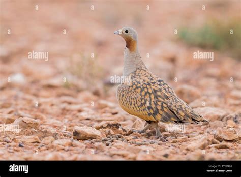 Black Bellied Sandgrouse Pterocles Orientalis Adult Male Standing On