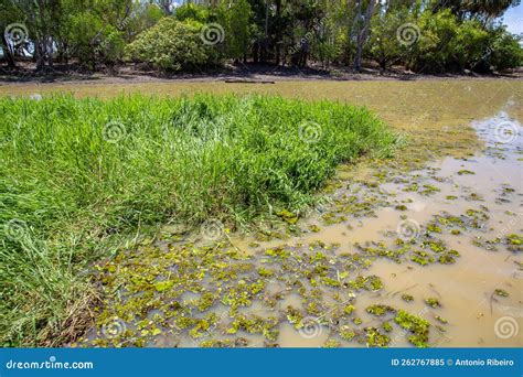 Kakadu Yellow Water Ngurrungurrudjba Wetlands Stock Image Image Of