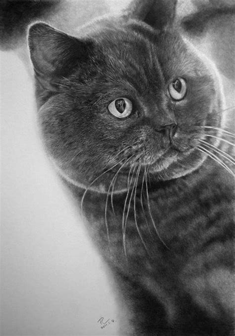 Gatos Dibujados A Lápiz Кошачий рисунок Котята Реалистичные рисунки