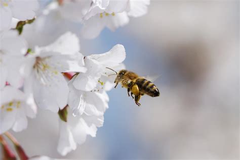 This activity works anywhere that you have lots of colorful flowers, whether in your own schoolyard garden, or on a field trip. Cross-Pollination - Biology Wise