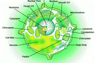 A cell wall is a structural layer surrounding some types of cells, just outside the cell membrane. animal cells do not have cell walls : Biological Science ...