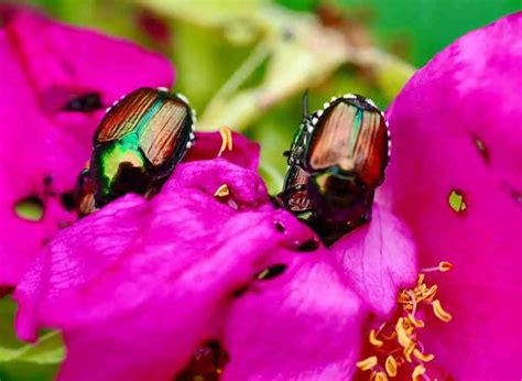The Complete Guide About The Best Insecticide For Japanese Beetles