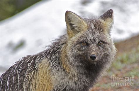 Cascade Red Fox Photograph By Sean Griffin