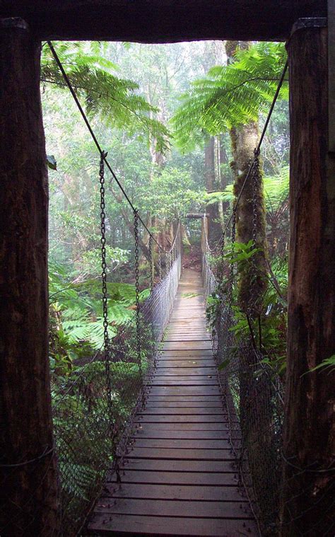 Bridge From Rainforest Fog By Arendor At Lamington National Park