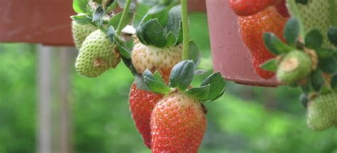 12 Tips For Growing Strawberries In Hanging Baskets