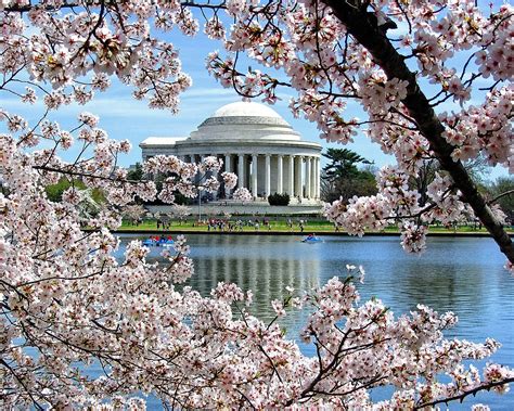 2023 Washington Dc Cherry Blossomsthe National Cherry Blossom