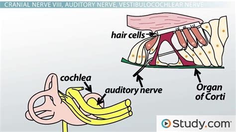 The Ear Hair Cells Organ Of Corti And The Auditory Nerve Video
