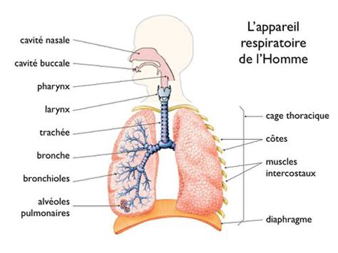 Ib (tumeur comprise entre 3 et 5 cm ou propagée à la plèvre, à la bronche souche ou associée à iiib (idem qu'en iiia ou présence de nodules ou de métastases dans un autre lobe du poumon ou du côté. Cancer du poumon : l'espoir reste de mise [ 1ère partie ...